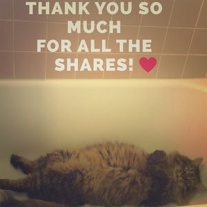 🐈 Thank you Poshers 🐈